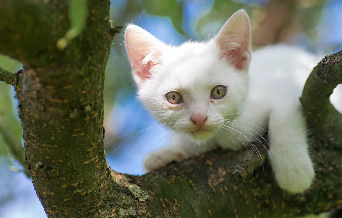 Photo wallpaper white, look, trees, muzzle, kitty, on the tree