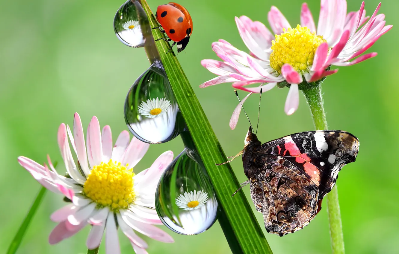 Photo wallpaper drops, nature, reflection, butterfly, ladybug, flowers