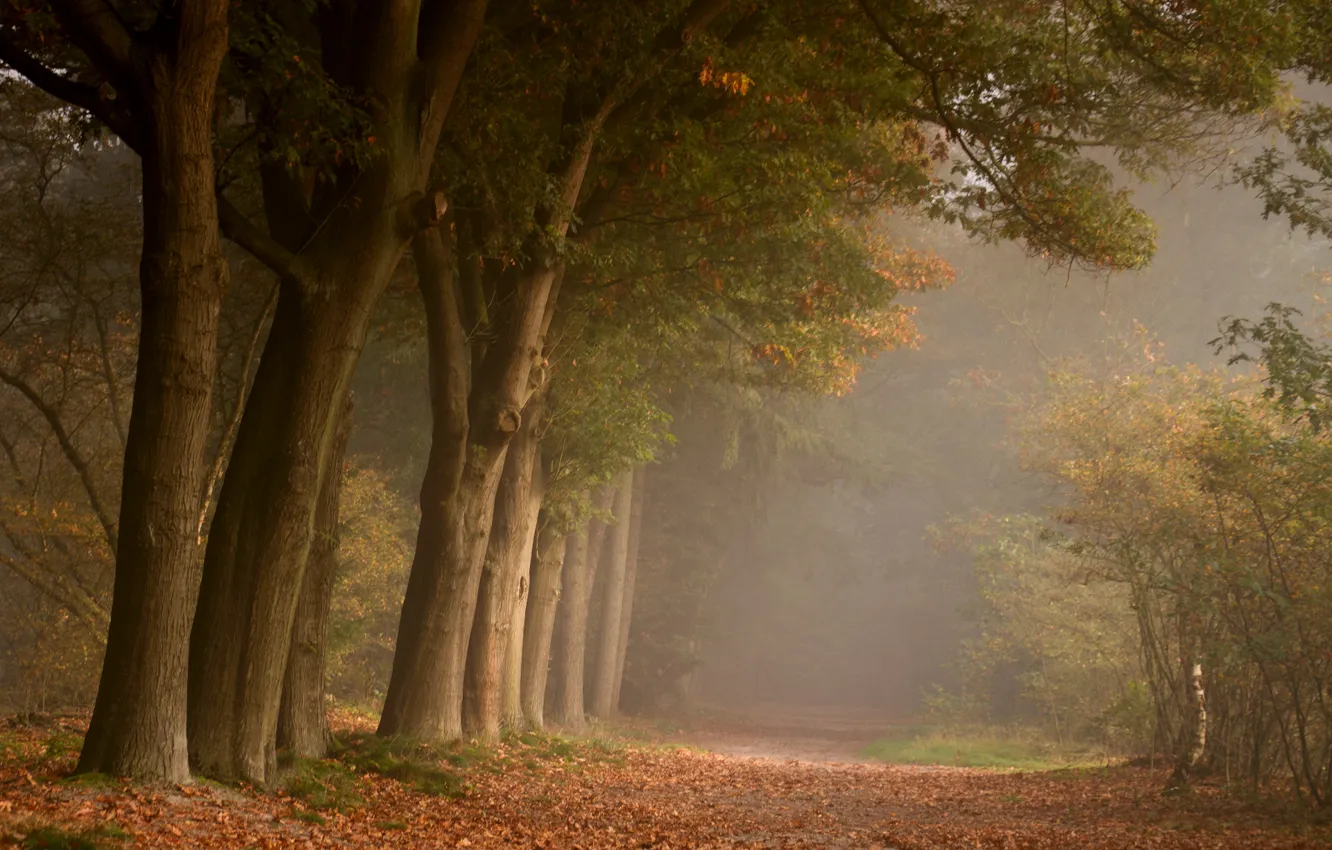 Photo wallpaper road, autumn, forest, nature, foliage