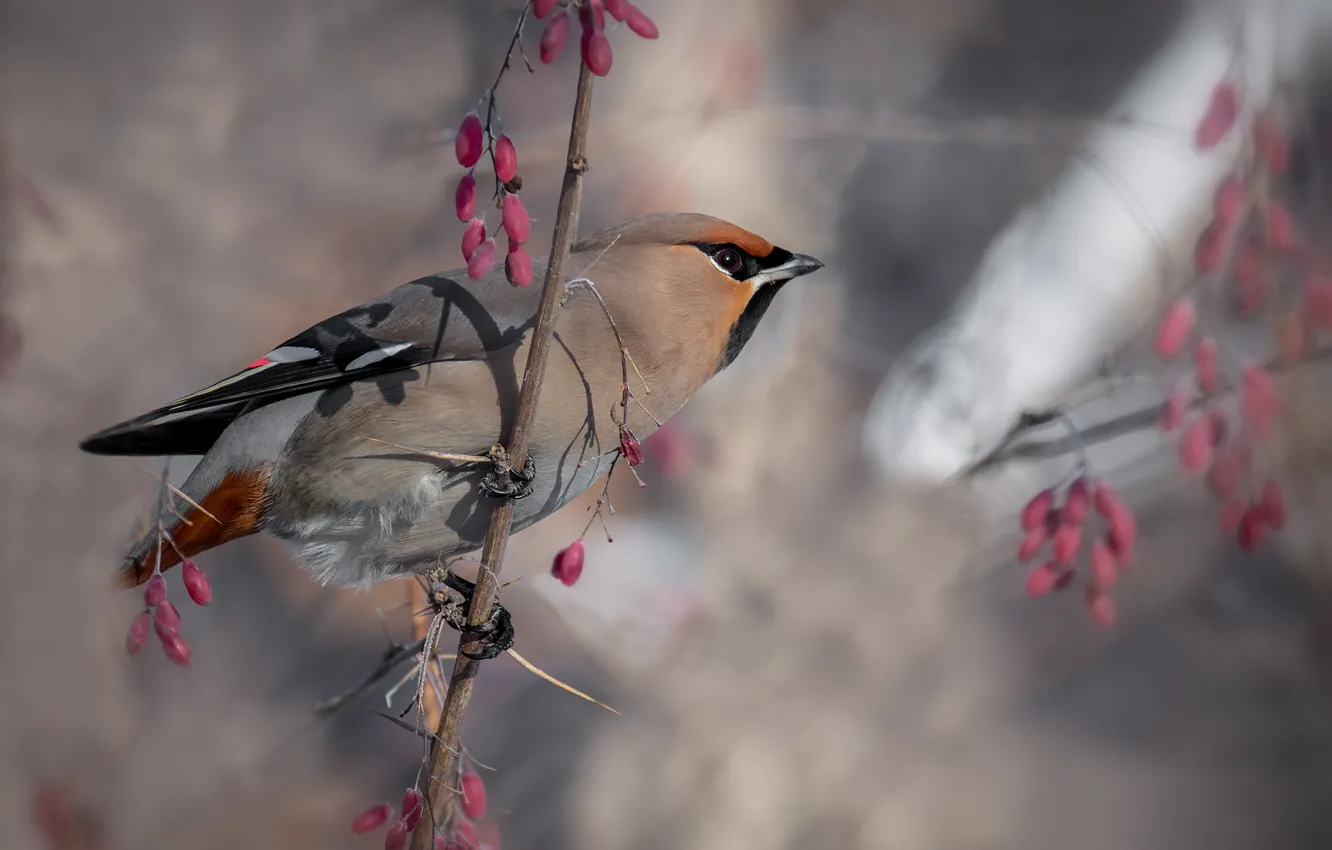 Photo wallpaper autumn, branches, berries, bird, fruit, the Waxwing, barberry