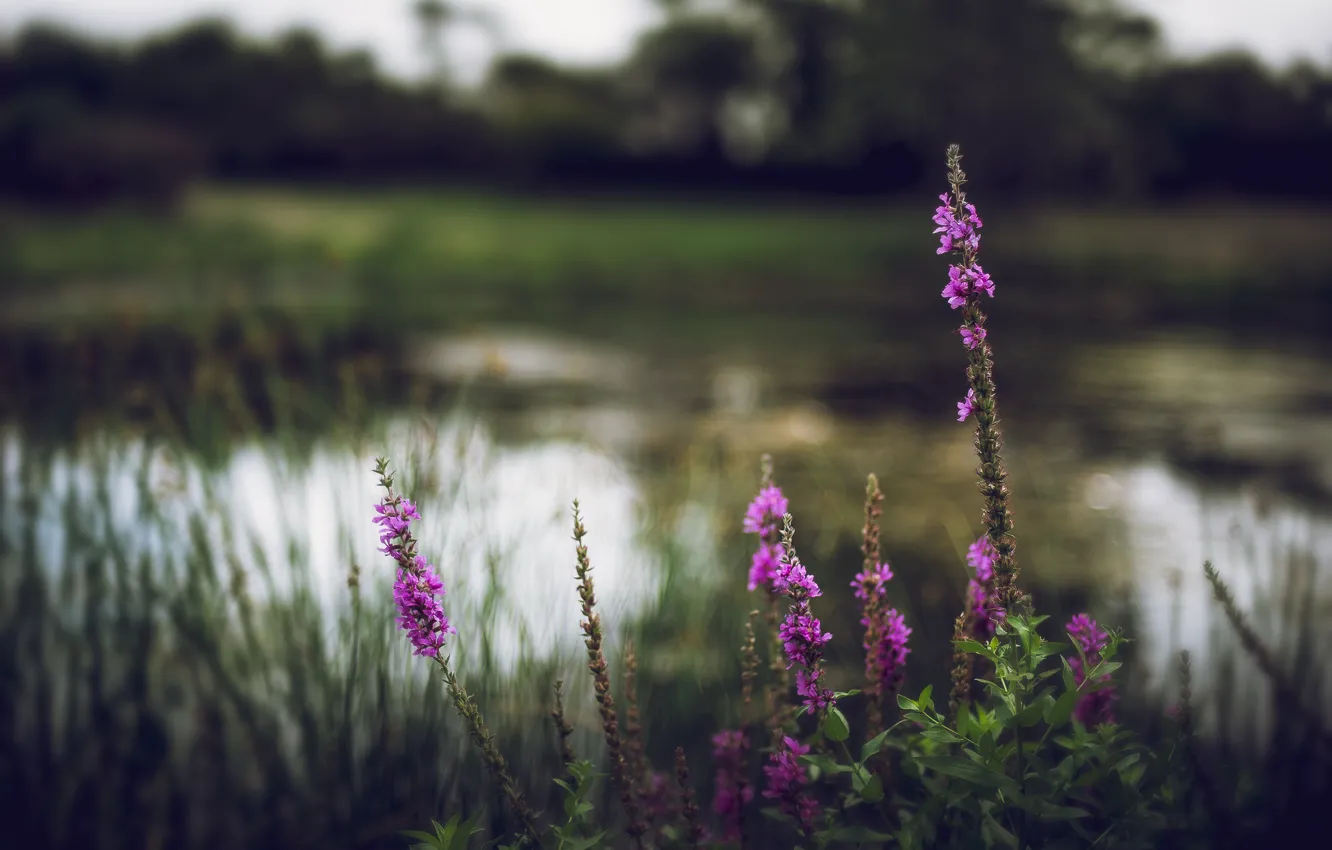 Photo wallpaper grass, flowers, nature, blur, River, flowering