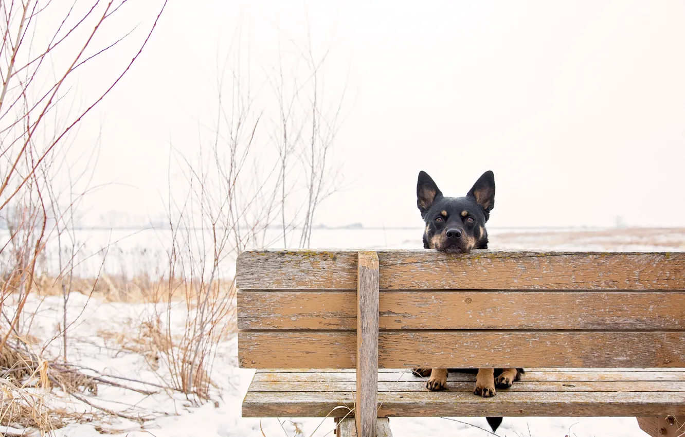 Photo wallpaper look, ears, bench, dog