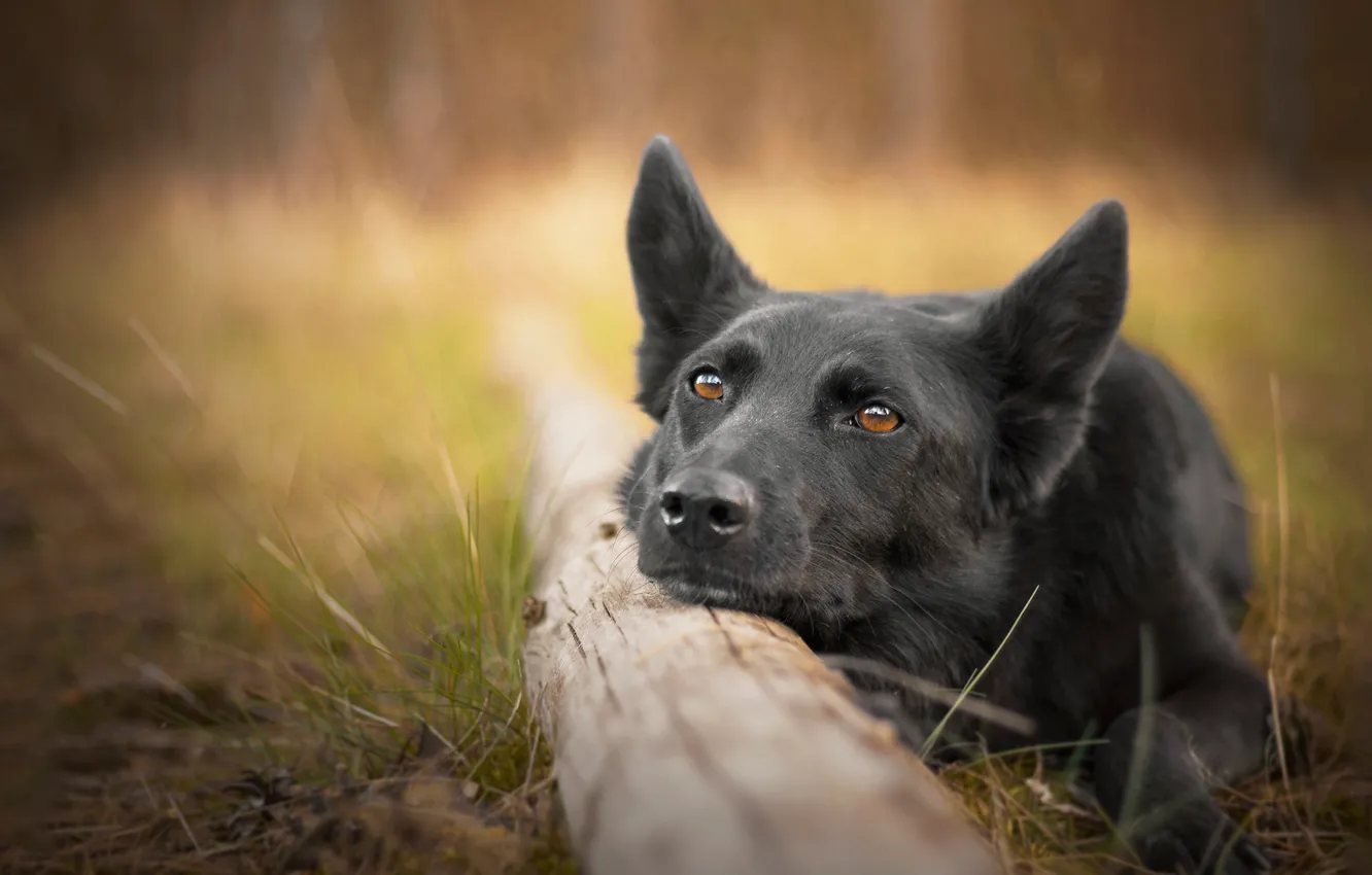 Photo wallpaper face, dog, log, bokeh