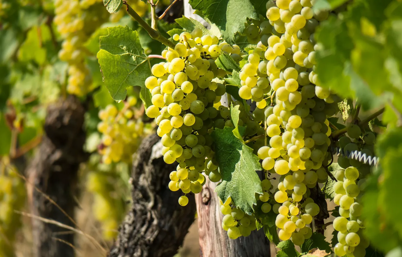 Photo wallpaper grapes, fruit, ripe, vine, sweet