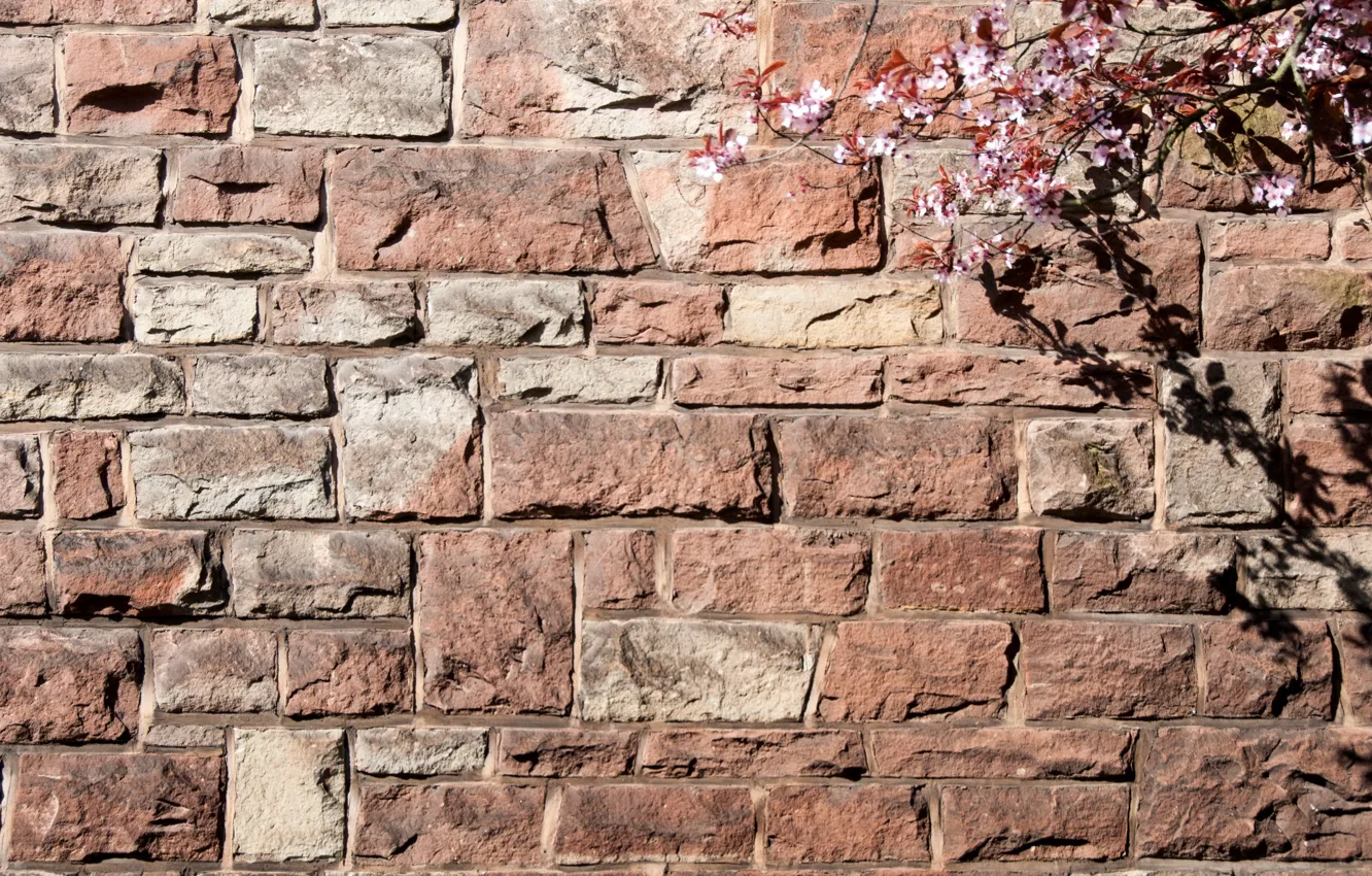 Photo wallpaper branches, background, wall