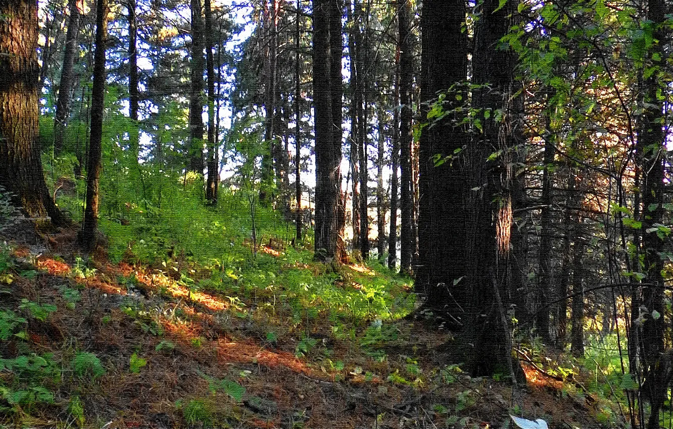 Photo wallpaper forest, summer, grass, background, mountain, texture, cover, cedar