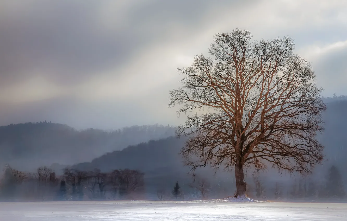 Photo wallpaper winter, tree, fog, hills, freeze, branches, cold, mist