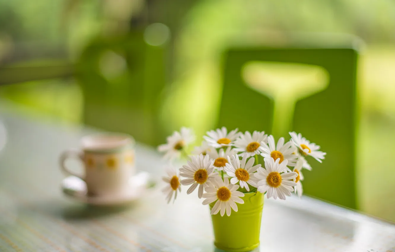 Photo wallpaper flowers, table, chamomile, bouquet, Cup, white, still life, green background