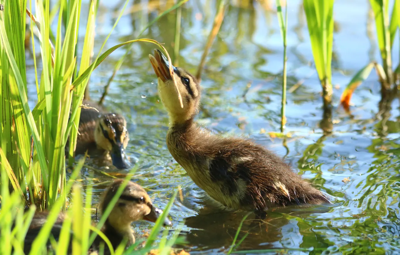 Photo wallpaper grass, water, drops, light, pose, bird, shore, duck