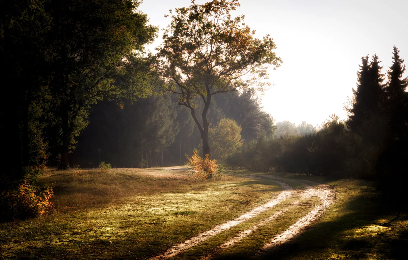 Photo wallpaper road, forest, summer, landscape, fog, beauty, morning