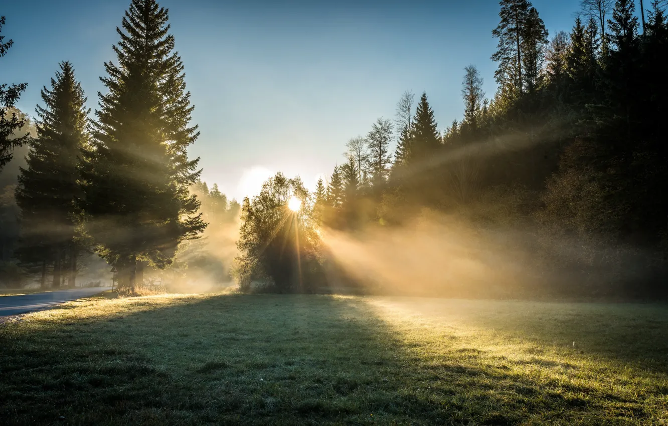 Photo wallpaper forest, light, morning