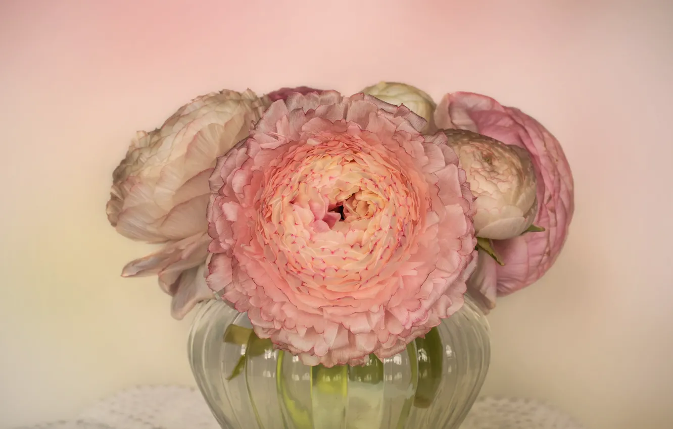 Photo wallpaper vase, pink, Ranunculus asiaticus, Ranunculus