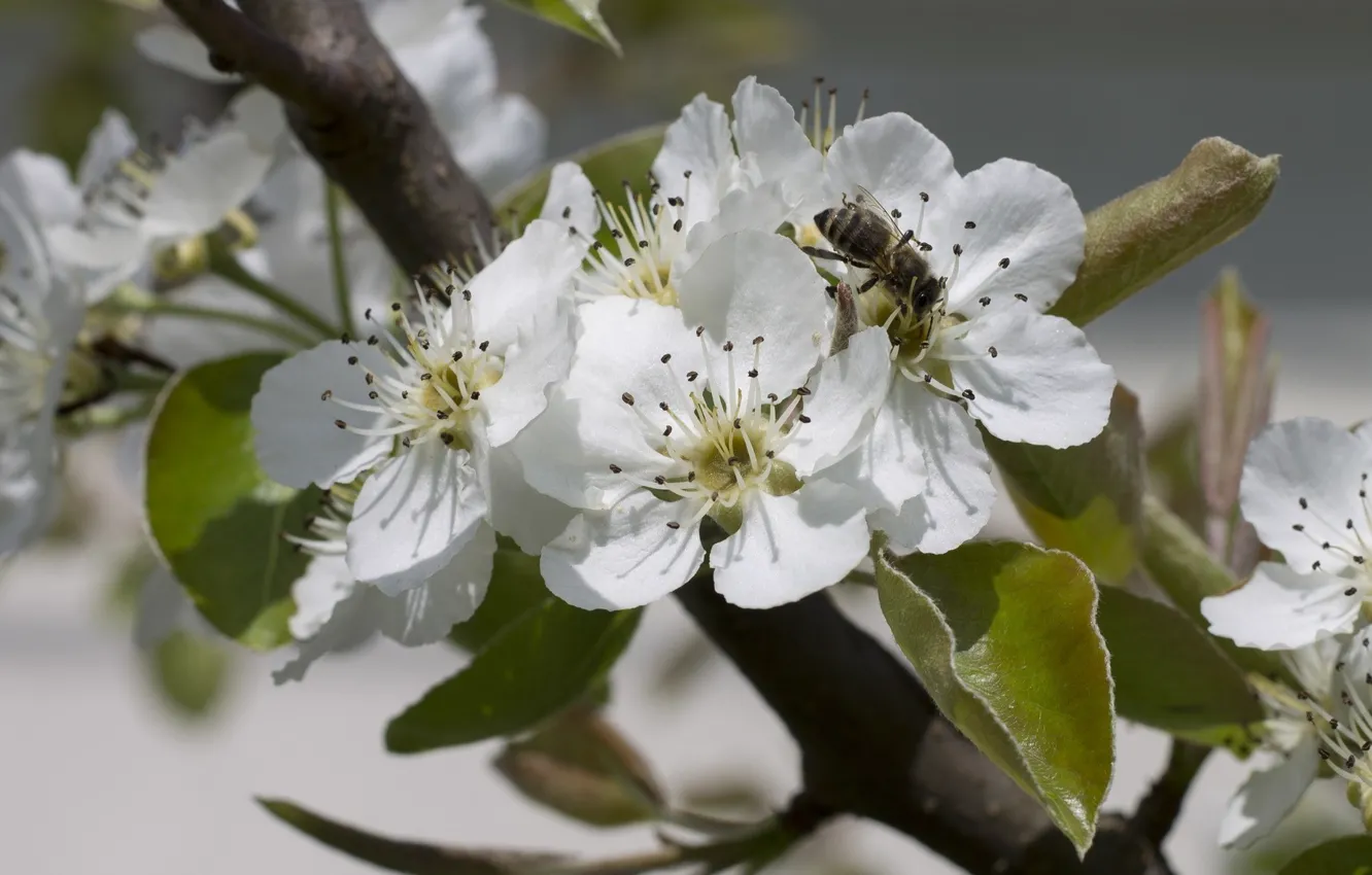 Photo wallpaper flowers, bee, spring