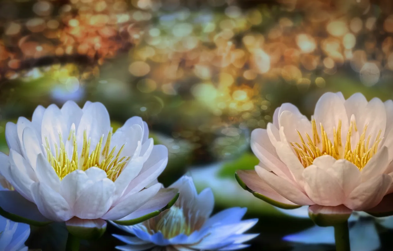 Photo wallpaper flowers, water lilies