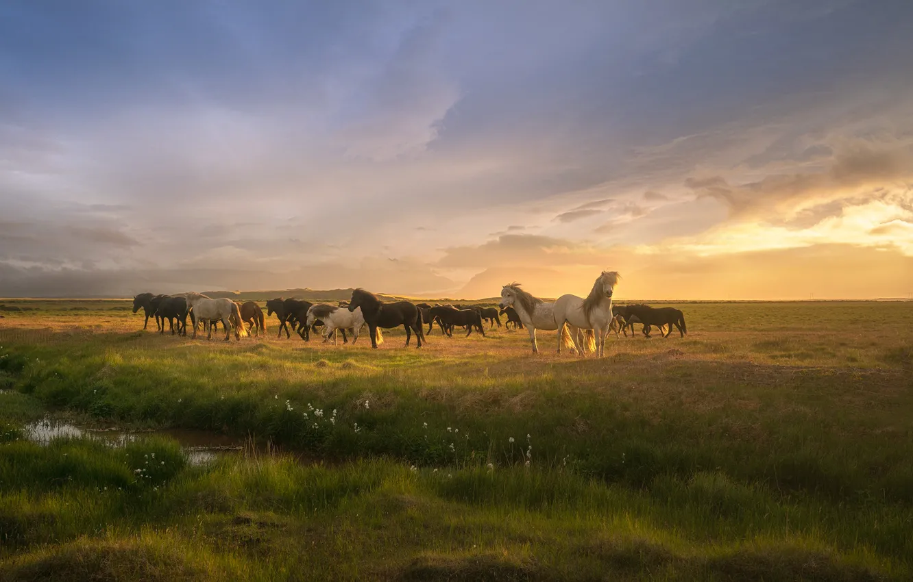 Photo wallpaper grass, the sun, clouds, horse, grass, clouds, horses, The Sun