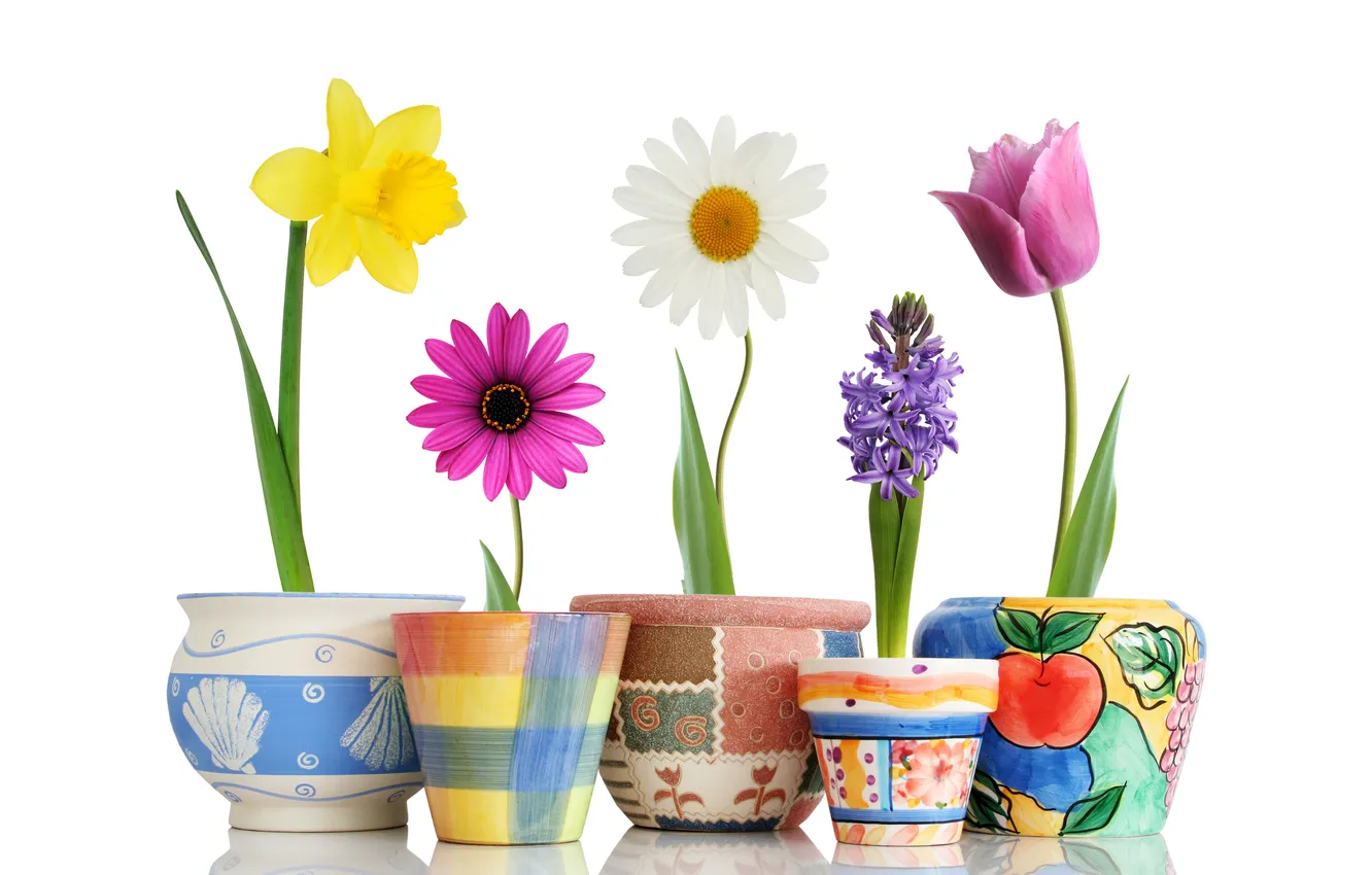 Photo wallpaper flowers, earth, sill, pots, growth, potted plants