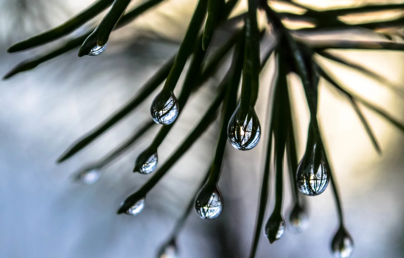 Photo wallpaper drops, needles, reflection, bokeh
