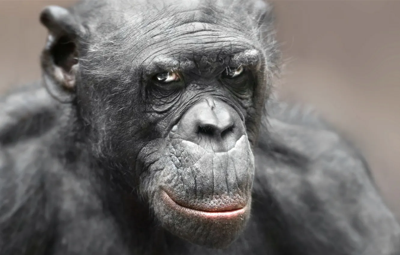 Photo wallpaper look, background, monkey