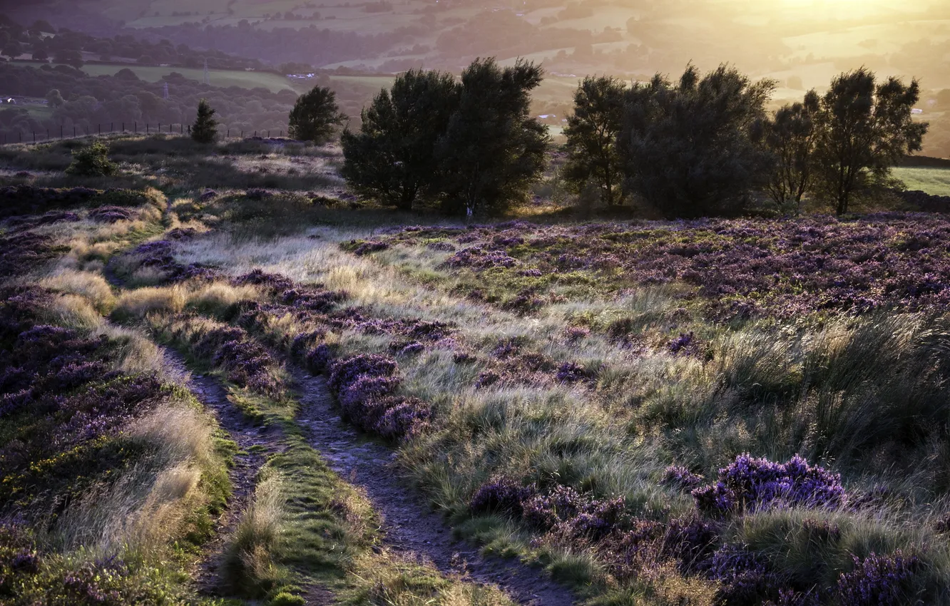 Photo wallpaper road, field, landscape