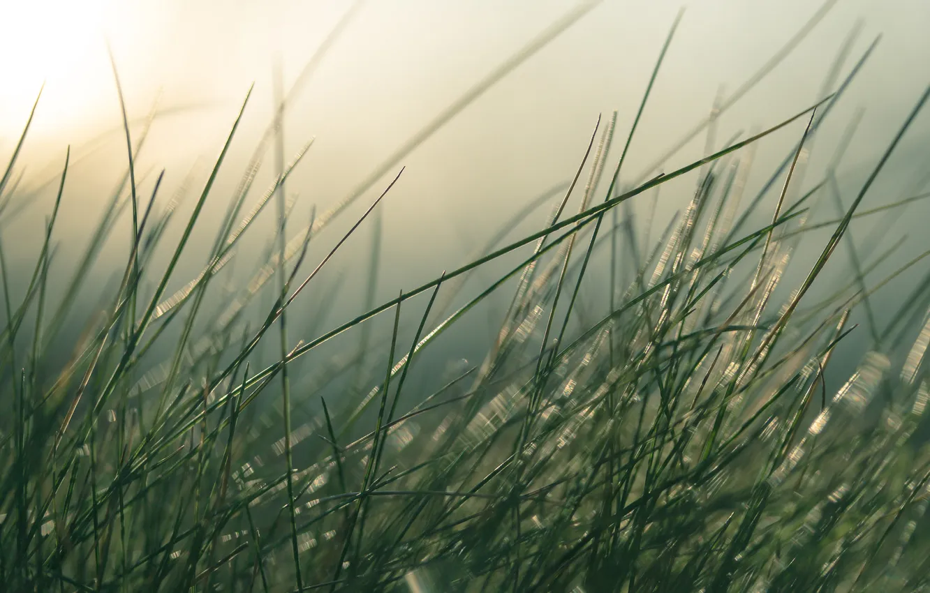 Photo wallpaper grass, the sun, stem