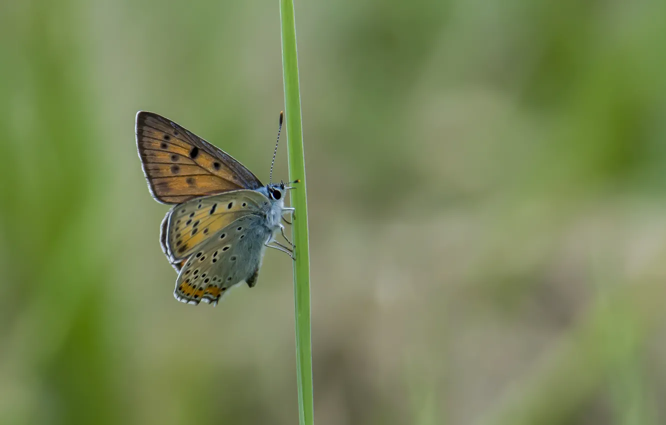 Photo wallpaper macro, nature, bokeh, Polyommatus Icarus, the butterfly is sitting