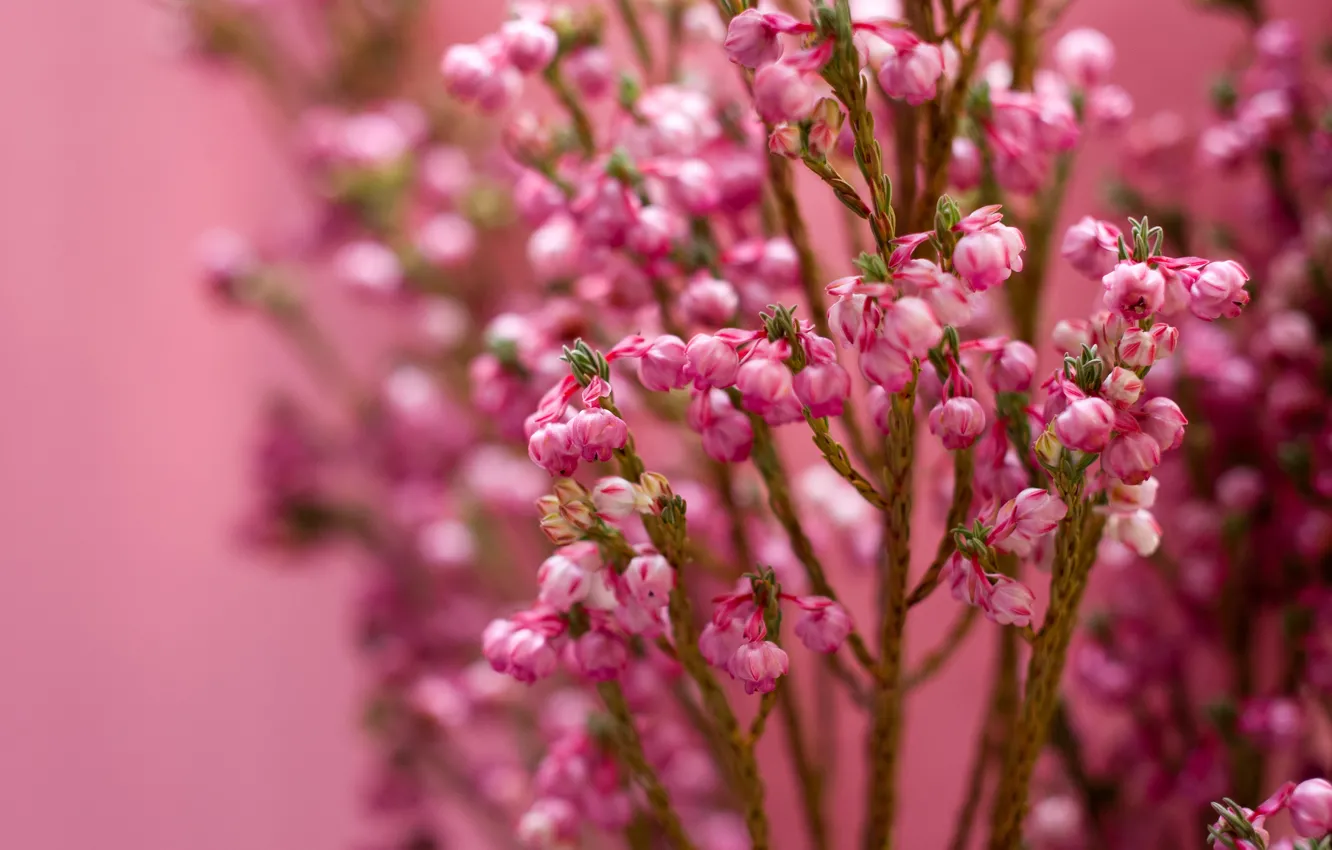 Photo wallpaper macro, flowers, pink