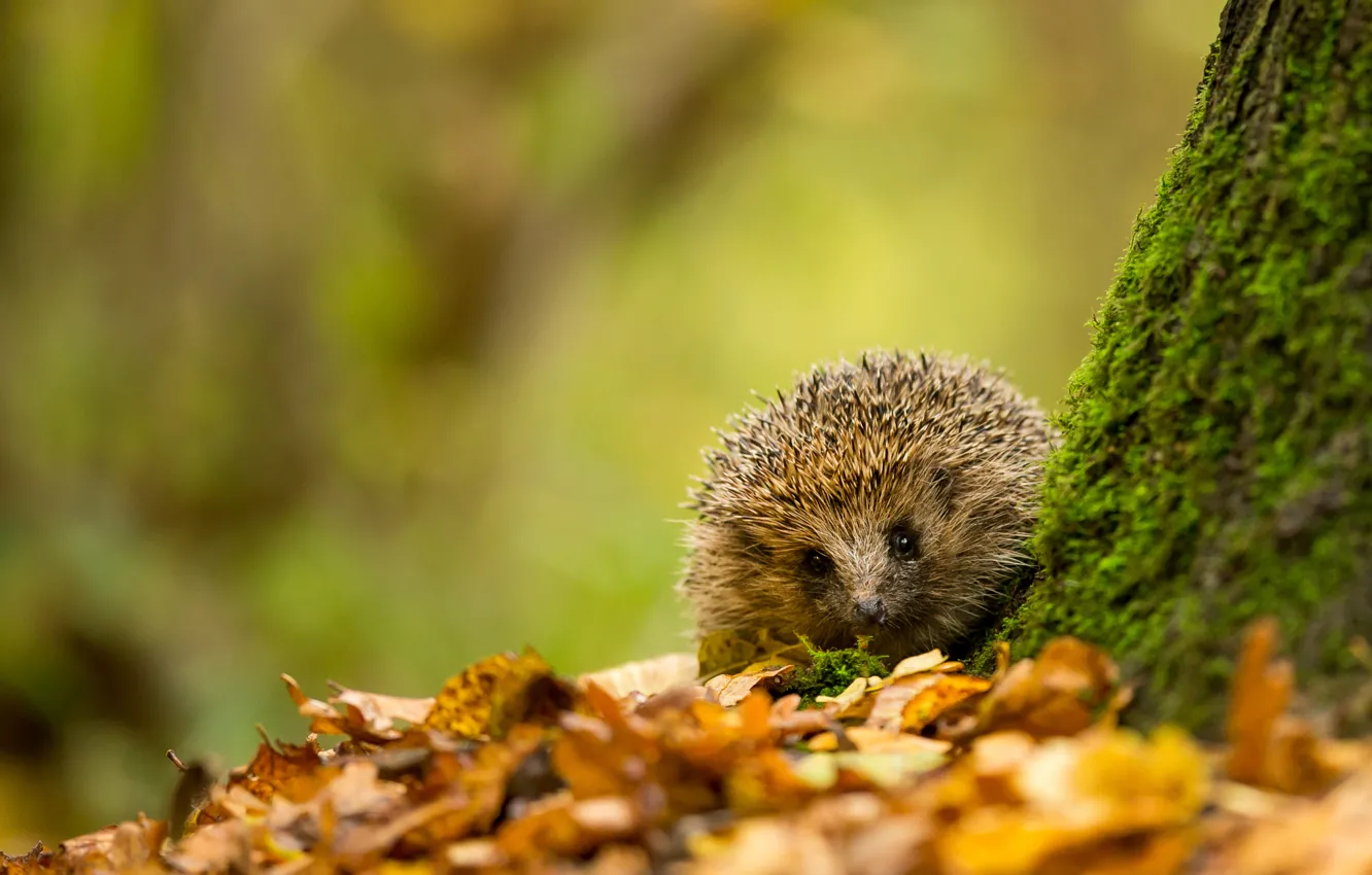 Photo wallpaper autumn, leaves, tree, animal, foliage, moss, yellow, Hedgehog