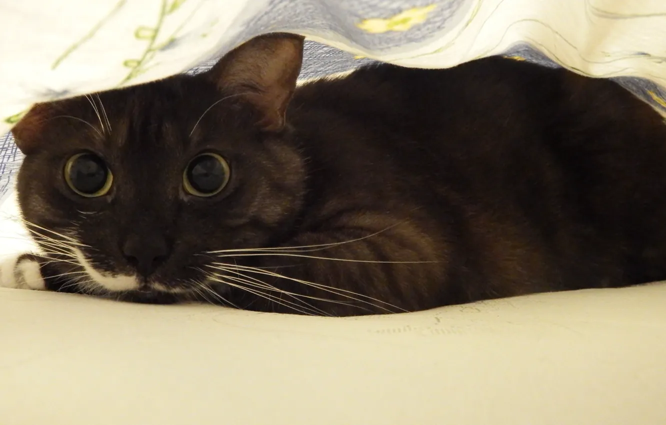 Photo wallpaper cat, eyes, ambush