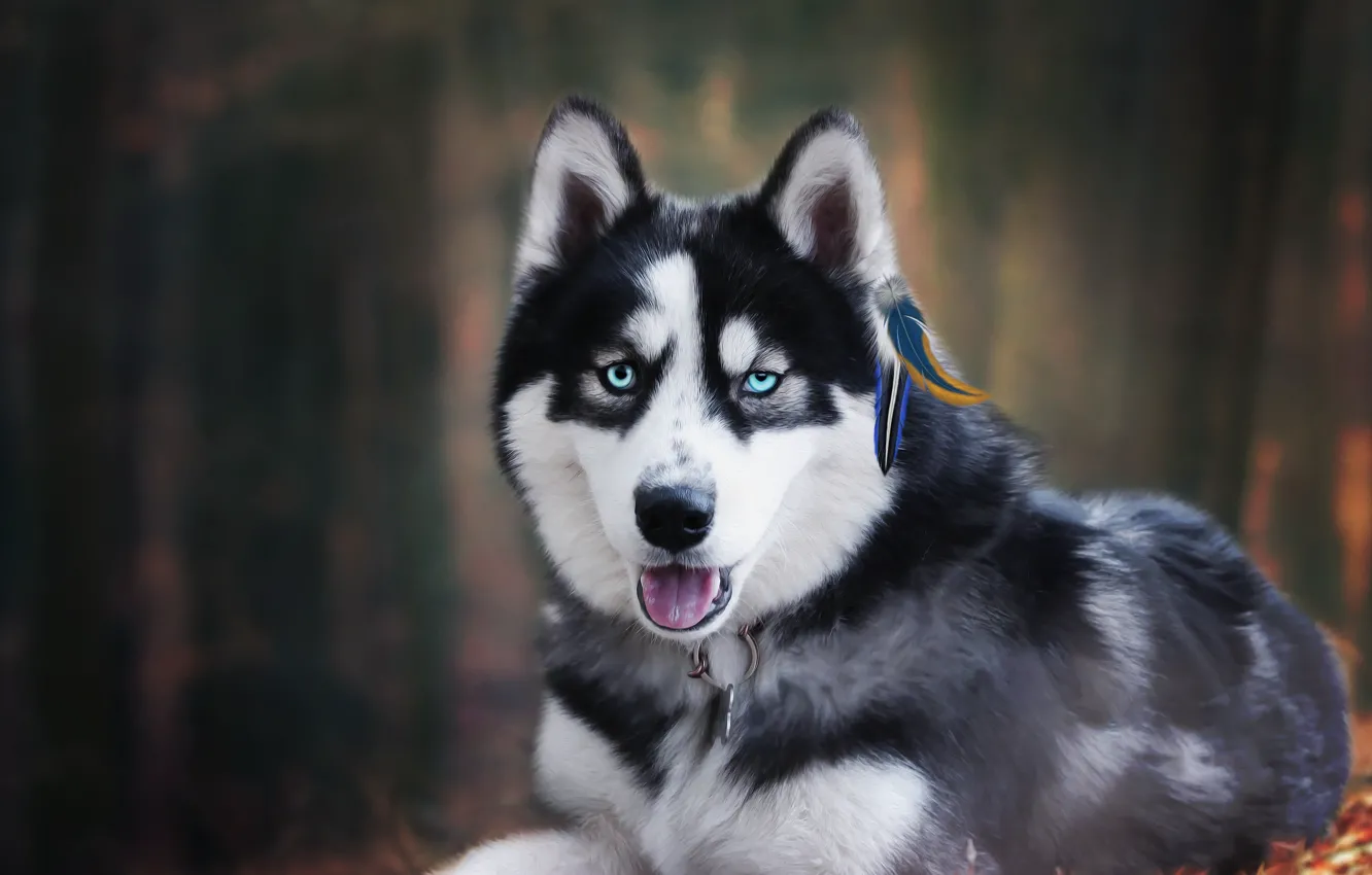 Photo wallpaper forest, background, each, husky