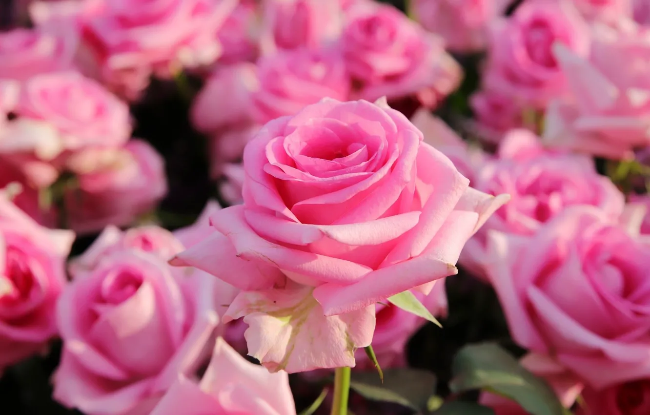 Photo wallpaper flowers, roses, flowerbed, pink roses