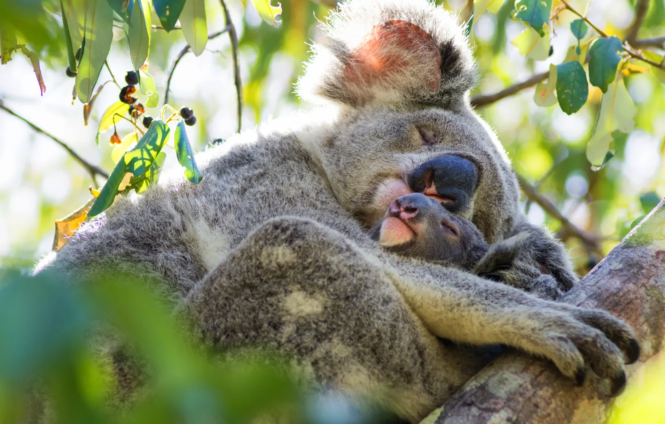 Photo wallpaper leaves, light, trees, branches, pose, two, sleep, paws