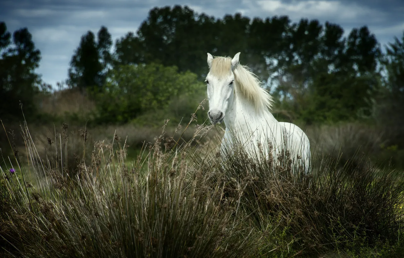 Photo wallpaper field, nature, horse