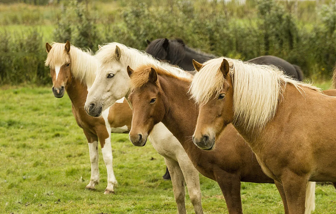 Photo wallpaper greens, field, summer, grass, look, face, horse, horse