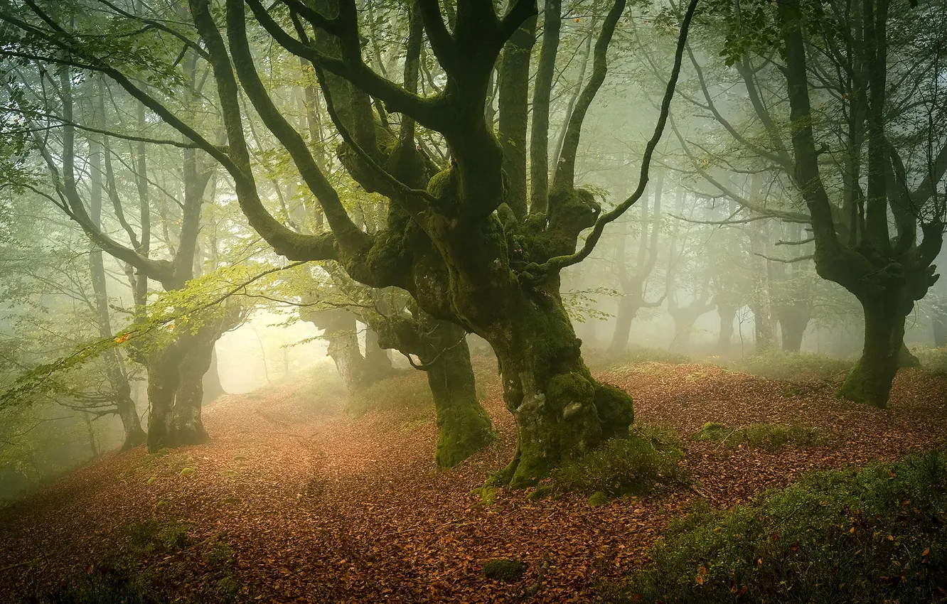 Photo wallpaper Park, fog, trees, glade, foliage, path, haze, falling leaves