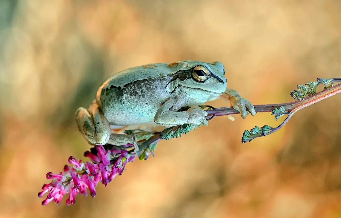 Photo wallpaper flowers, frog, stem
