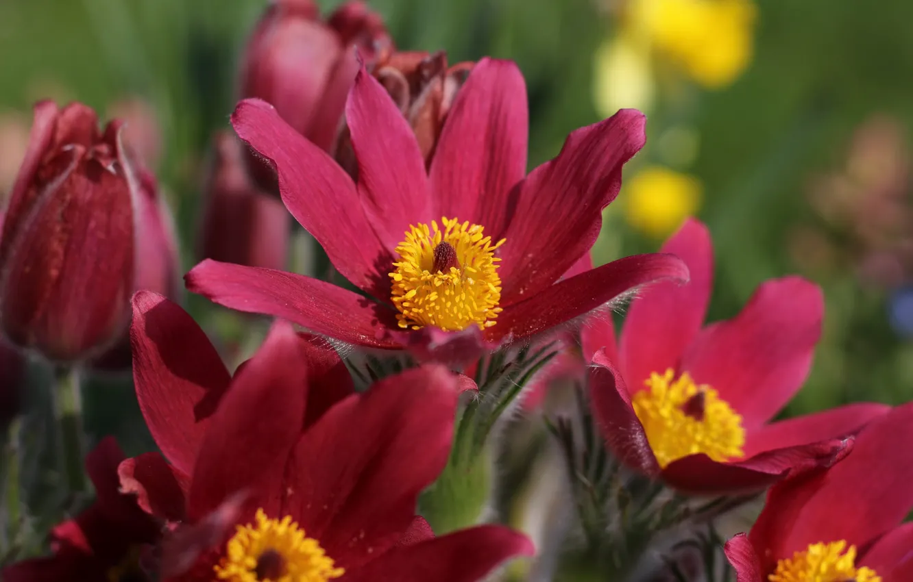 Photo wallpaper macro, anemones, sleep-grass