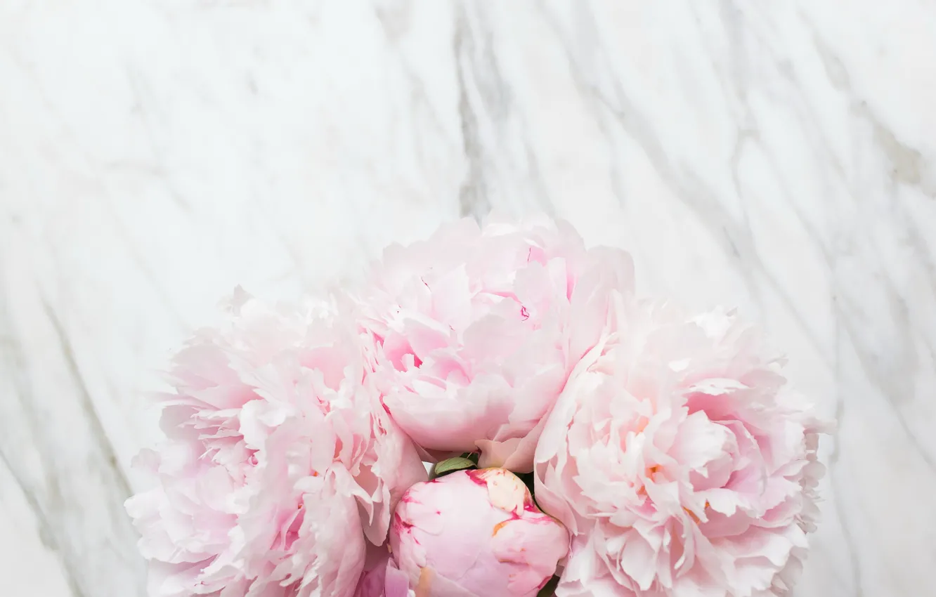 Photo wallpaper flowers, bouquet, marble, pink, flowers, peonies, peonies, tender