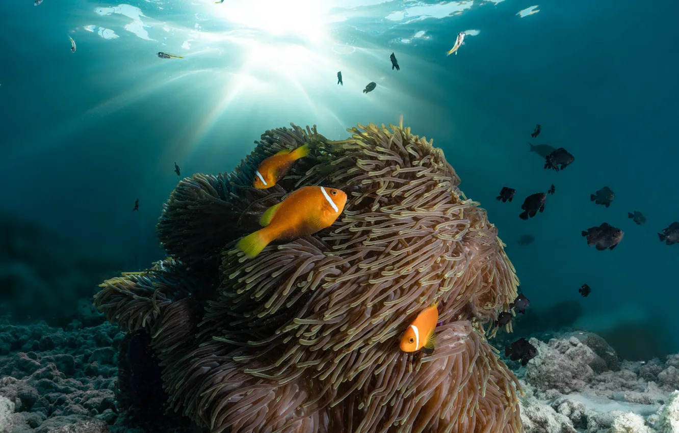 Photo wallpaper sea, fish, corals