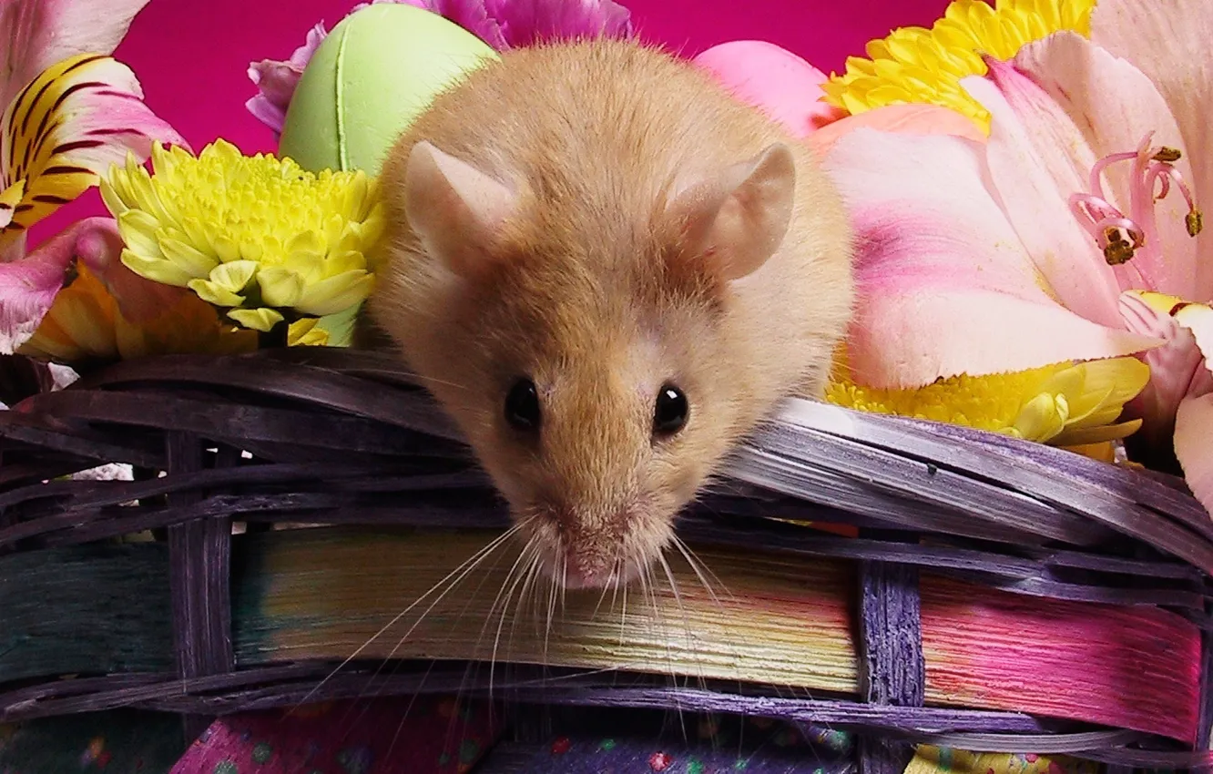 Photo wallpaper flowers, mouse, basket