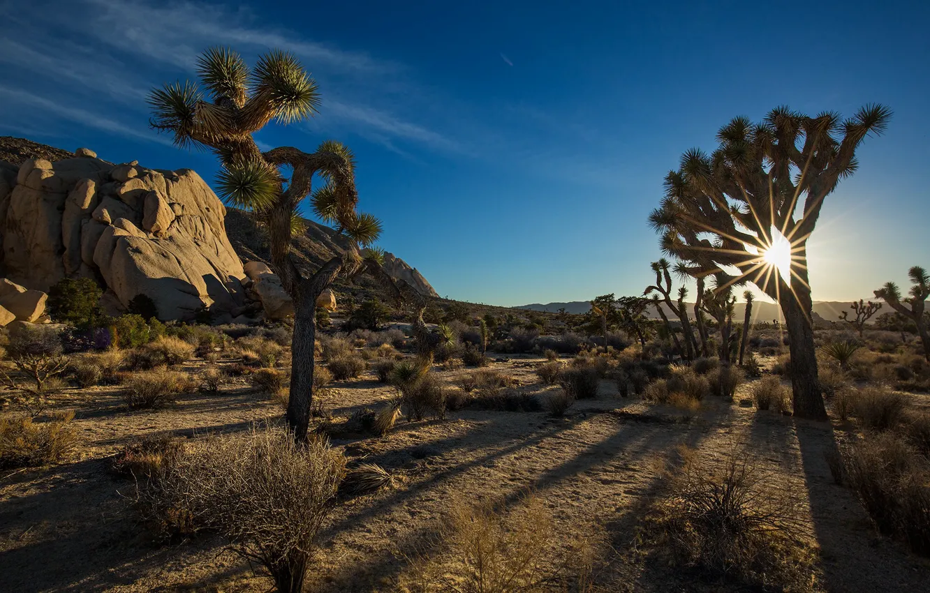 Photo wallpaper rays, sunset, CA, USA, National Park Joshua tree