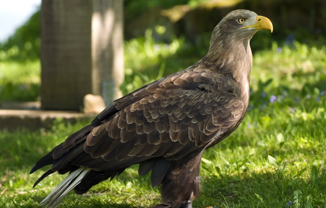 Photo wallpaper sunlight, or seawater (Haliaeetus albicilla, White-tailed eagle, white-tailed sea eagle), a careful look, the straps …