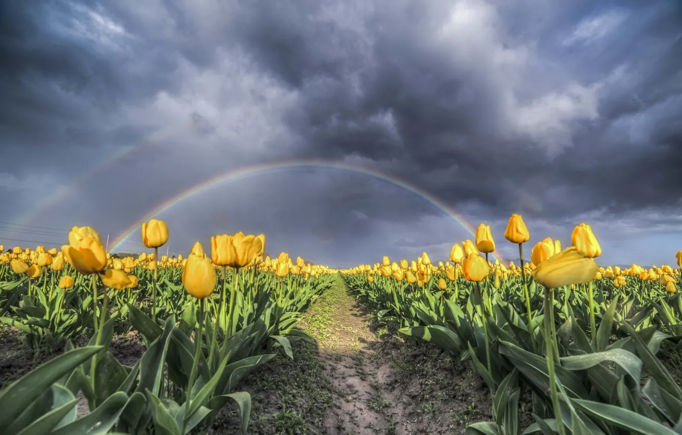 Photo wallpaper field, landscape, clouds, nature, beauty, rainbow, tulips, nature