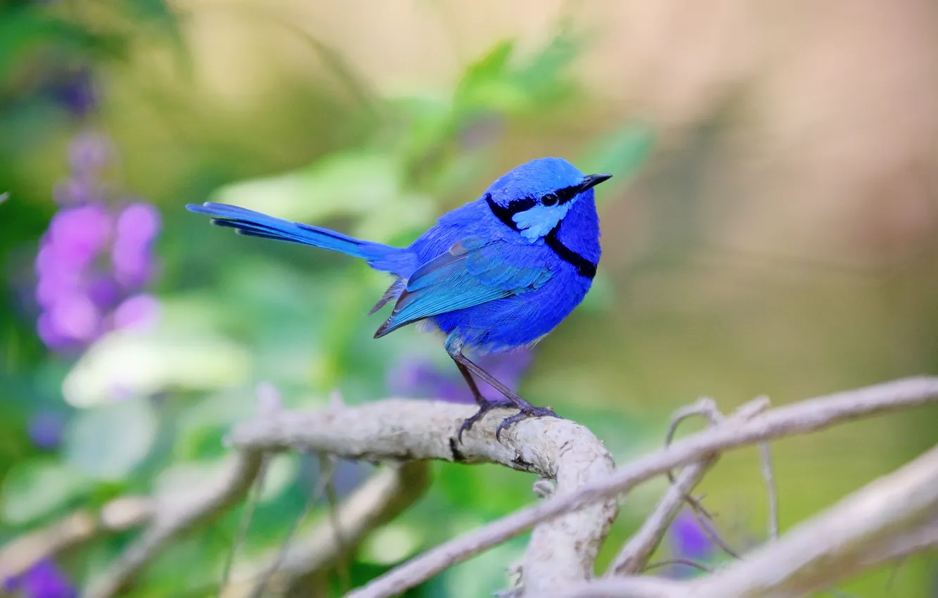 Photo wallpaper blue, bird, bokeh