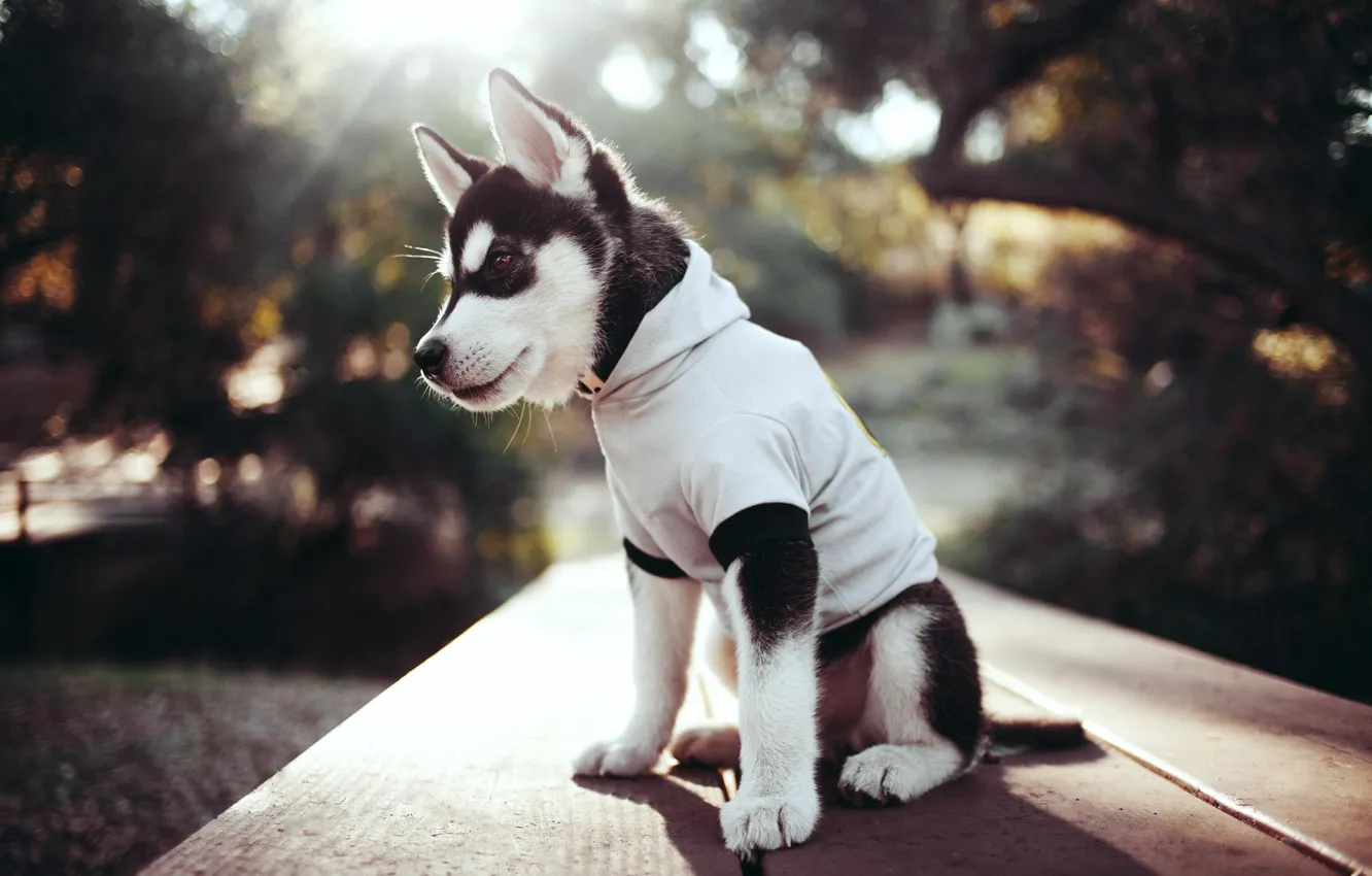 Photo wallpaper clothing, puppy, husky
