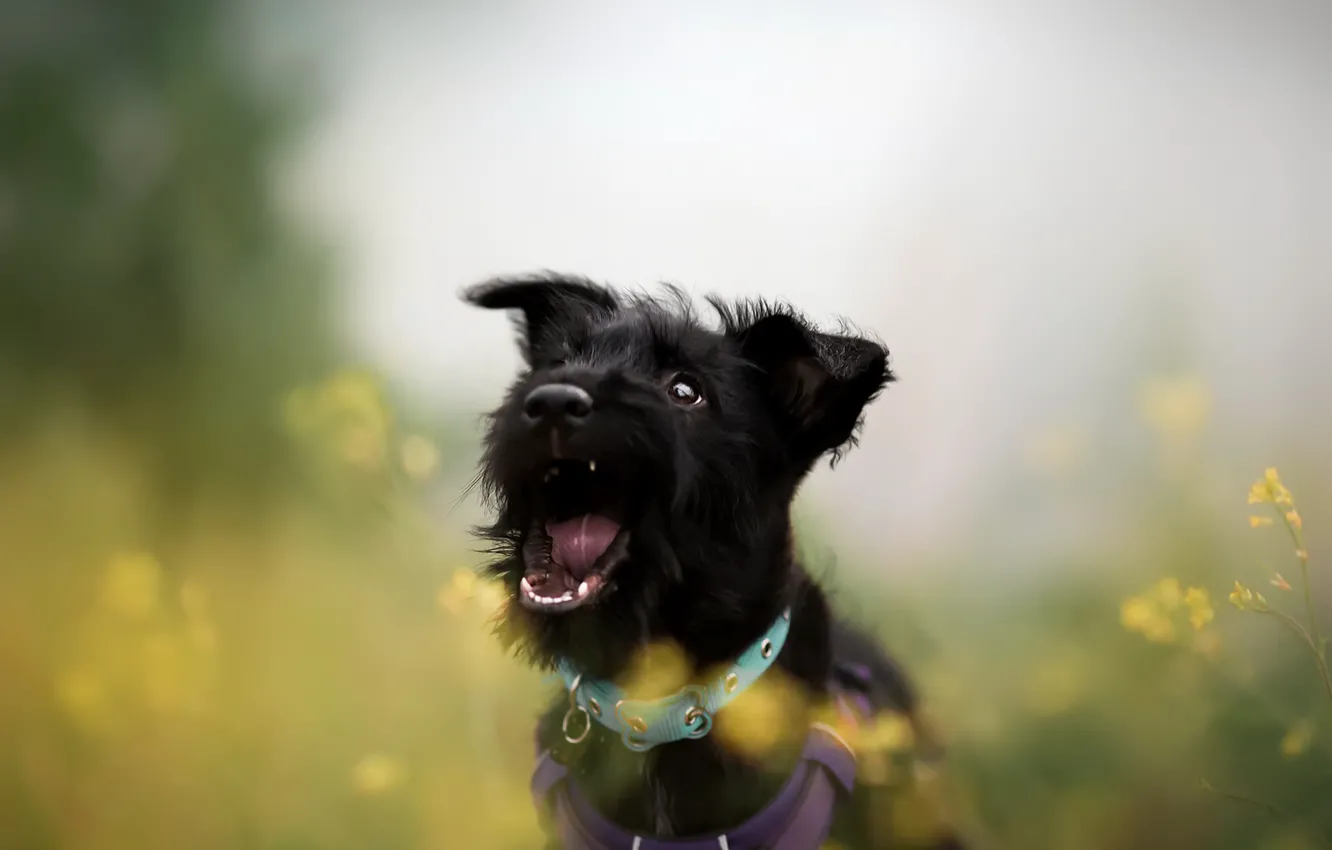 Photo wallpaper nature, each, dog