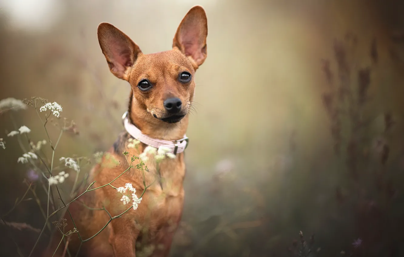 Photo wallpaper look, each, dog