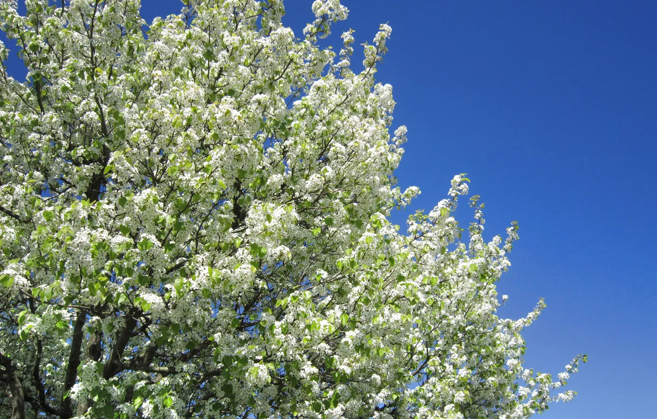 Photo wallpaper the sky, tree, spring, white, flowering, sky, blossom, tree