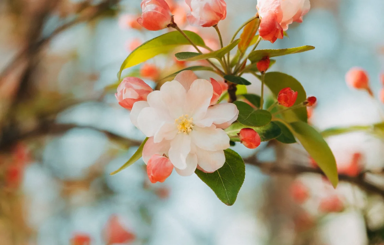 Photo wallpaper flower, pink, branch, spring, Apple, flowering, flower, pink