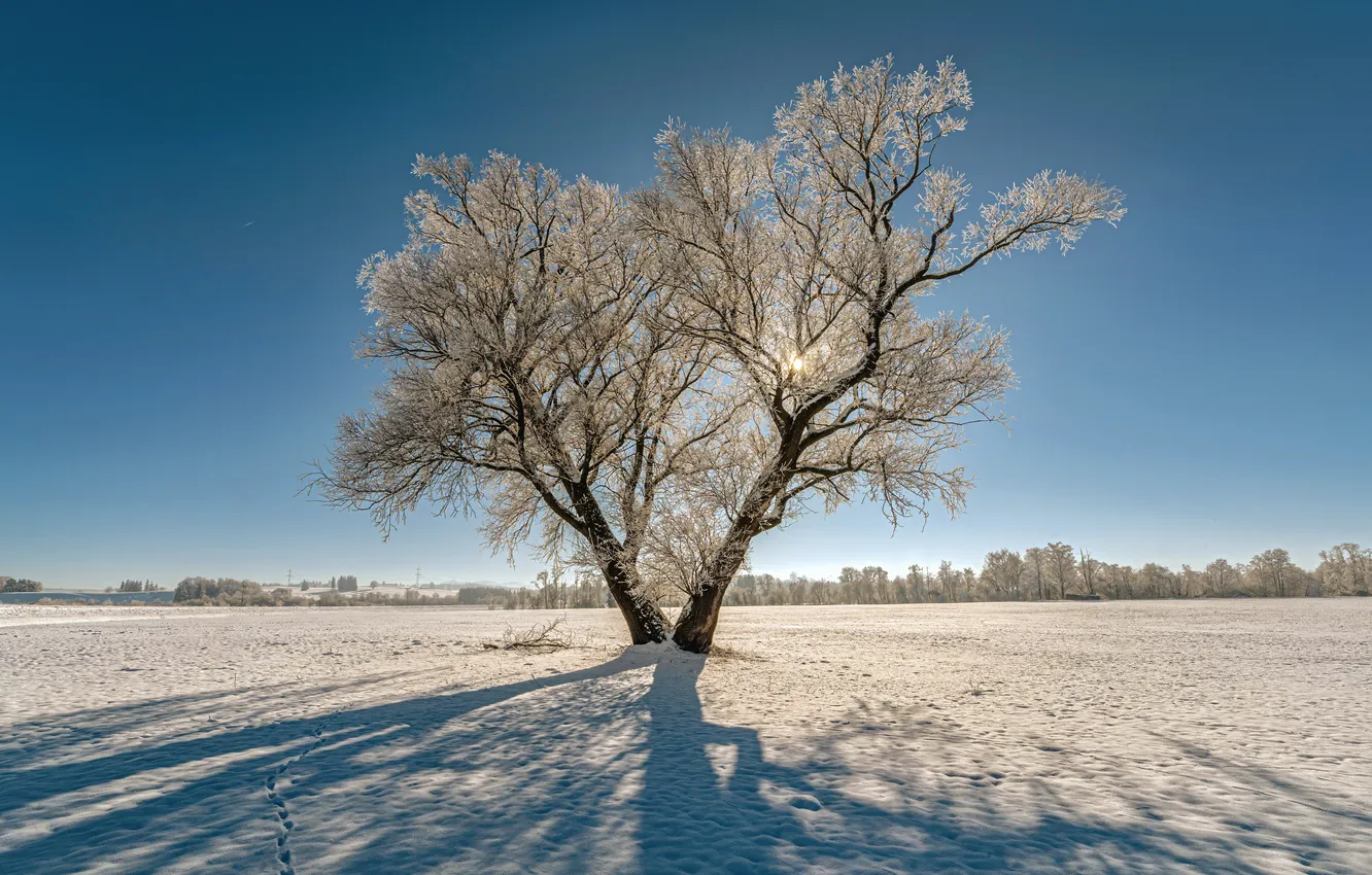 Photo wallpaper winter, frost, field, the sky, the sun, light, snow, trees