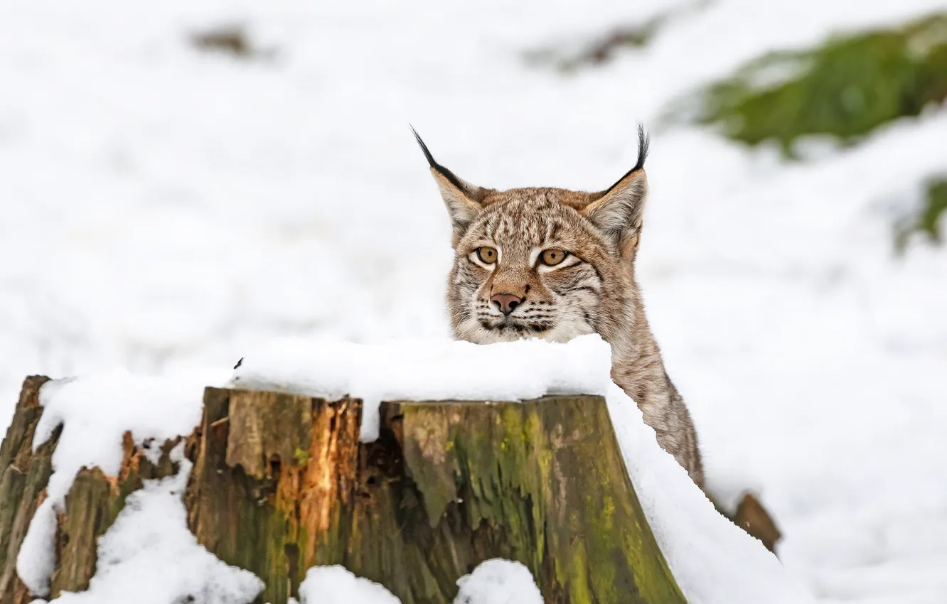 Photo wallpaper winter, face, snow, nature, stump, the snow, lynx, sitting